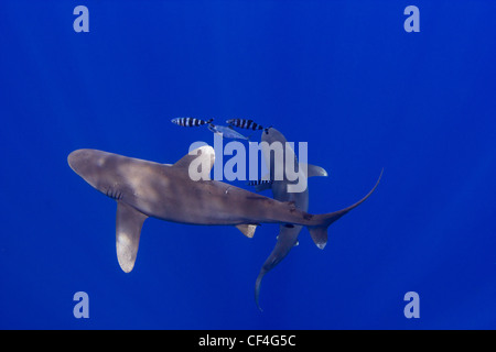 Two Oceanic Whitetips Circling Below Stock Photo
