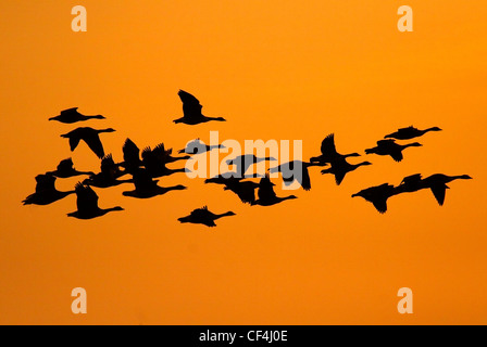 A silhouette of a flock of geese against the evening sky. Stock Photo