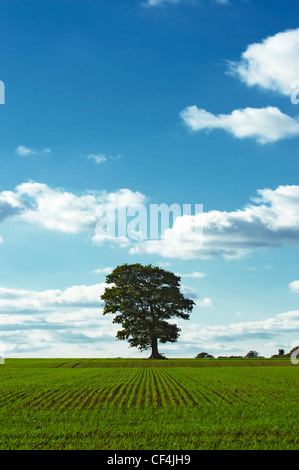 A single large tree in a green and brown striped field near Norwich. Stock Photo