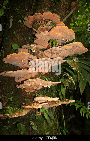 Bracket Fungi On a Tree In Costa Rica Stock Photo