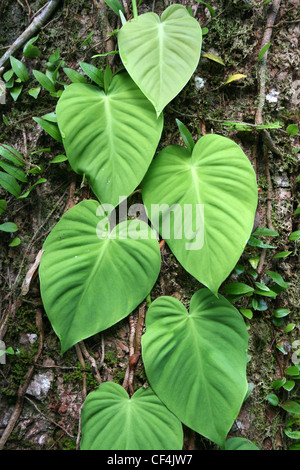 Heart-shaped Vine Leaves Stock Photo