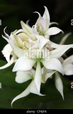 Butterfly Orchid - Encyclia fragrans Stock Photo