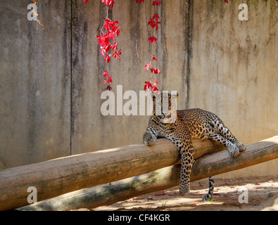Leopard (Panthera pardus) lying on the tree shoot in autumn Stock Photo