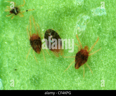 Citrus red spider mite (Panonychus citri) male and female mites on citrus leaf surface Stock Photo