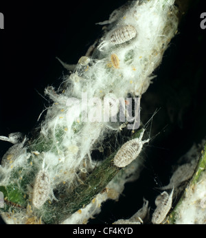 Striped mealybug Ferrisia virgata on jackfruit foliage Stock Photo - Alamy