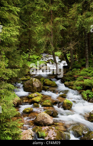 A mountain stream in the Koscieliska Valley in the Tatra Mountains ...