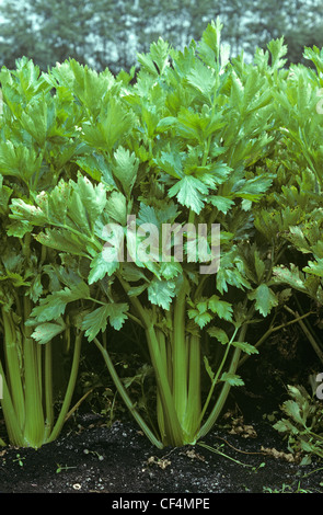 Celery (Apium graveolens) plants growing in fenland soil, slight leaf spot infection Stock Photo