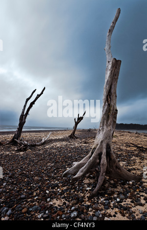 The remains of three old oak trees still standing on Benacre beach in Suffolk. Stock Photo