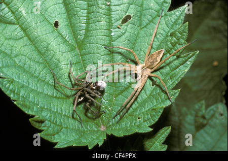 Nursery web / wedding-present spider male (Pisaura mirabilis) holding his nuptial gift as he tries to present it to a female, UK Stock Photo