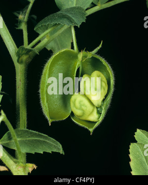 Immature chickpea pod opened to reveal developing seeds Stock Photo