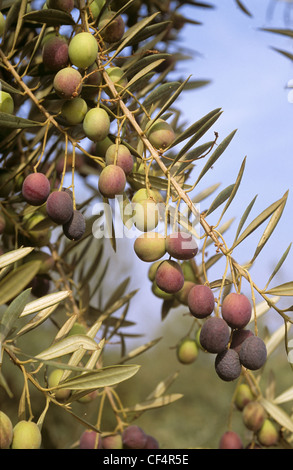 Black olive fruit (Olea europea) ripening on the tree in California, USA Stock Photo