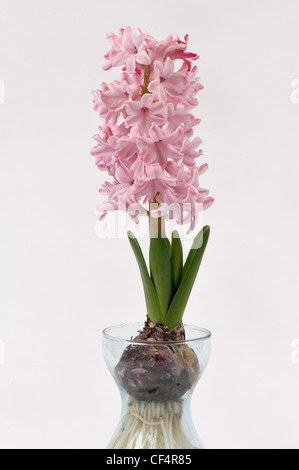 Common Hyacinth (Hyacinthus orientalis) bulb, full pink flower, and roots (series) Stock Photo