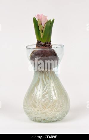 Common Hyacinth (Hyacinthus orientalis) bulb, flower bud, emerging, and roots (series) Stock Photo