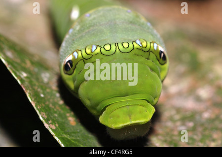 Citrus swallowtail butterfly caterpillar (Papilio demodocus) on a lemon tree. The eye-spots give it a snake-like look, Ghana. Stock Photo