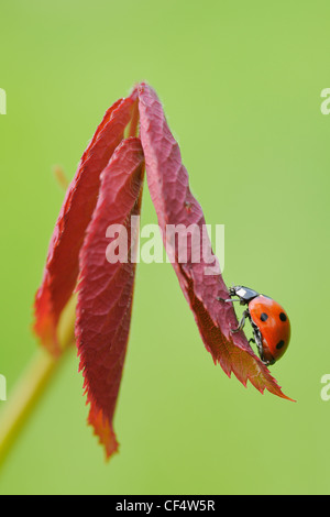 Germany, Bavaria, Franconia, Seven spot lady bird perching on leaf, close up Stock Photo