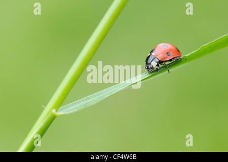 Germany, Bavaria, Franconia, Seven spot lady bird perching on stem, close up Stock Photo