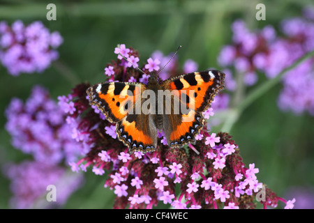 butterfly urticaria-face sits on a purple flower, macro photography Stock Photo