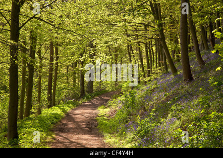 A path leading through Kildale Woods in  North York Moors National Park in spring. Stock Photo