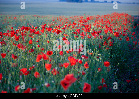 field of red poppies in UK (Papaver rhoeas) Stock Photo
