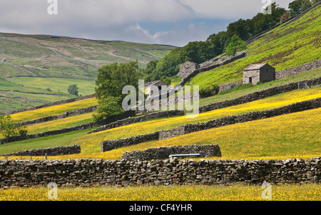 Traditional drystone walls and stone barns in Swaledale near Muker, in the Yorkshire Dales National Park. Stock Photo