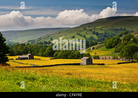 Stone barns in wild flower meadows near Muker, Swaledale, Yorkshire Dales National Park. Stock Photo