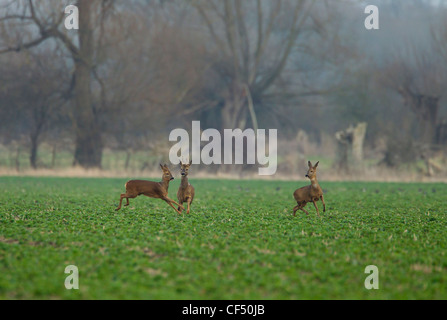 Roe Deer Capreolus capreolus looking alamed then running and leaping into cover Stock Photo