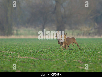 Roe Deer Capreolus capreolus looking alamed then running and leaping into cover Stock Photo