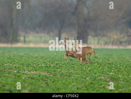 Roe Deer Capreolus capreolus looking alamed then running and leaping into cover Stock Photo