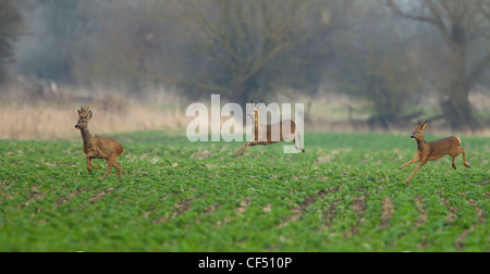 Roe Deer Capreolus capreolus looking alamed then running and leaping into cover Stock Photo