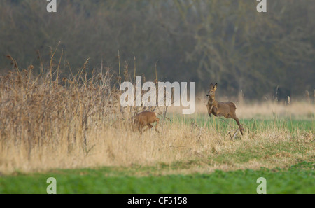 Roe Deer Capreolus capreolus looking alamed then running and leaping into cover Stock Photo