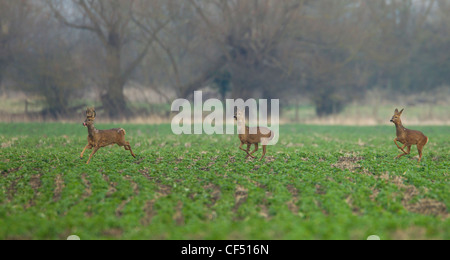 Roe Deer Capreolus capreolus looking alamed then running and leaping into cover Stock Photo