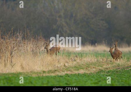 Roe Deer Capreolus capreolus looking alamed then running and leaping into cover Stock Photo