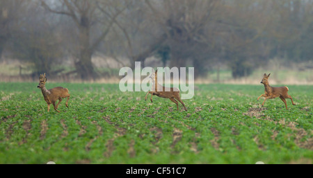 Roe Deer Capreolus capreolus looking alamed then running and leaping into cover Stock Photo