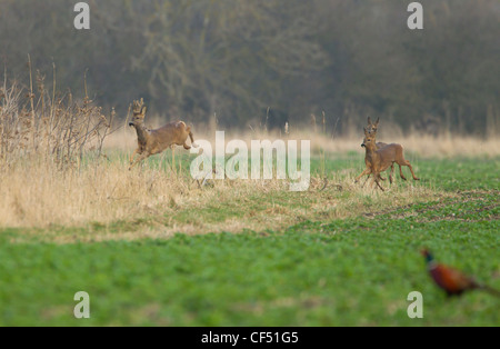 Roe Deer Capreolus capreolus looking alamed then running and leaping into cover Stock Photo