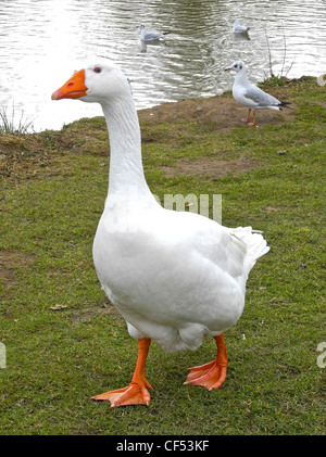 The domestic goose (Anser anser f. domestica) Stock Photo