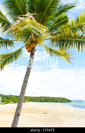 Sunny palm tree overlooking a pristine sun drenched beach Stock Photo