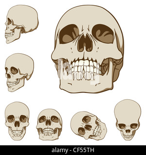 Set of six drawings of human skull Stock Photo