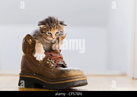 Germany, Kitten sitting in boot, close up Stock Photo