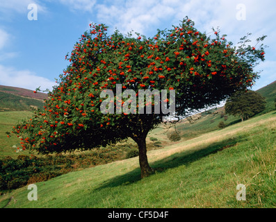 Cattle have created a striking piece of topiary by browsing on the underside of this rowan tree ablaze with red berries. Stock Photo