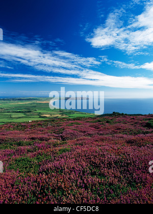 Bell heather in flower on the slopes of Mynydd Rhiw with farmland, dunes, the Lleyn Coastal Path and Hell's Mouth below. Contain Stock Photo