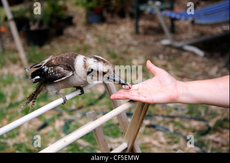 Wild juvenile Laughing Kookaburra (Dacelo novaeguineae) being hand-fed. Stock Photo