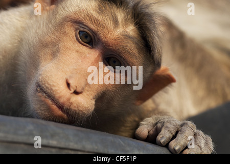 Bonnet Macaque monkey Stock Photo