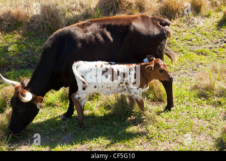 Florida Cracker Cow Stock Photo 49092743 Alamy   Cracker Cattle With Calfcow With Calf At Eco Floridaorlandofloridausa Cf5g10 