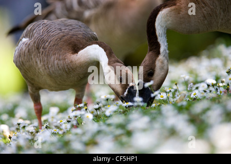 Two Chinese geese grazing on grass and daises at WWT Llanelli near Swansea, Wales