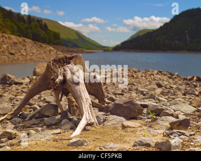 Tree stumps exposed by low water levels at Thirlmere in the Lake District. Stock Photo