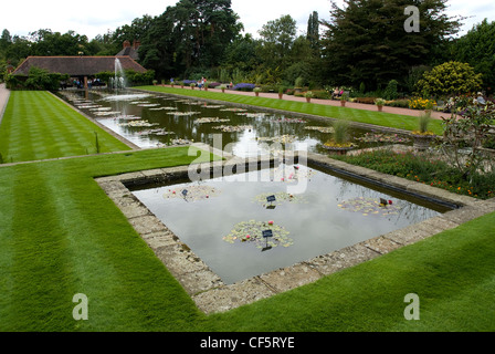 Waterlilies on the Canal at RHS Wisley, one of the largest collections on one stretch of water in the UK. Stock Photo