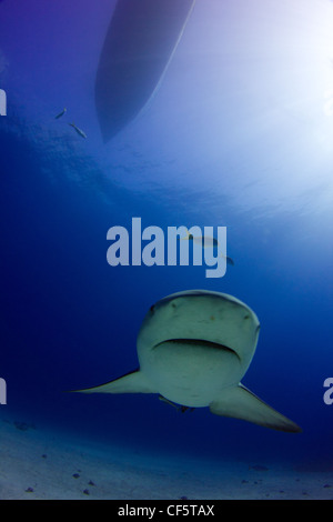 Bull Shark Passing Under Our Boat Stock Photo