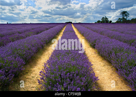 Rows of lavender growing at Mayfield Lavender farm on the Surrey Downs. Stock Photo