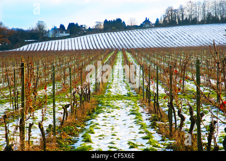 Snow on the ground at Denbies English Vineyard in winter. Stock Photo