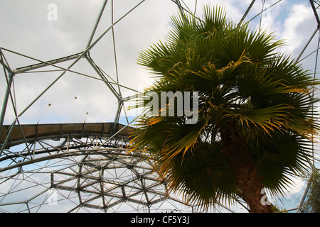 A tropical palm inside a dome in the Eden Project. The Eden Project contains a collection of plants found throughout the world a Stock Photo